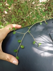 Melicytus micranthus