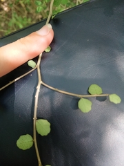 Melicytus micranthus