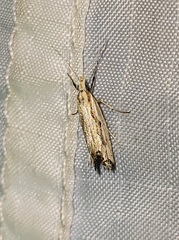 Plutella porrectella
