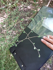 Melicytus micranthus