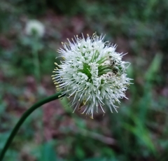Allium victorialis