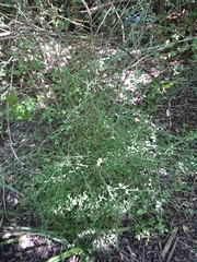 Melicytus micranthus