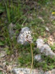 Plantago argentea