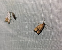 Psilocorsis quercicella