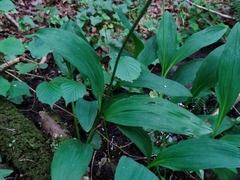Allium victorialis
