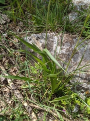 Plantago argentea