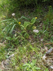 Plantago argentea