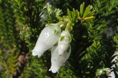 Erica physodes