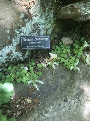 Sedum nevii