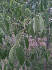 Celtis australis