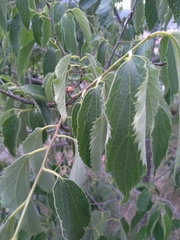 Celtis australis