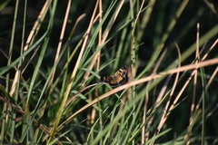 Phyciodes phaon phaon