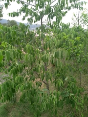 Celtis australis