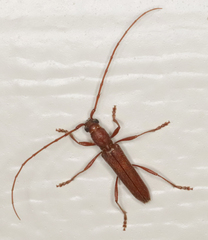 Aneflomorpha seminuda