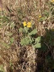 Tanacetum bipinnatum