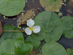 Hydrocharis dubia