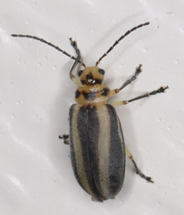 Derospidea brevicollis