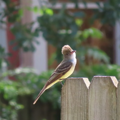Myiarchus crinitus