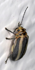 Derospidea brevicollis