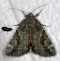 Catocala micronympha