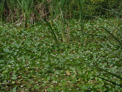 Hydrocharis dubia