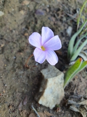 Oxalis eckloniana-nidulans