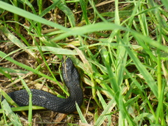 Vipera nikolskii