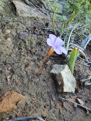 Oxalis eckloniana-nidulans