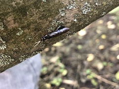 Xyeloidea