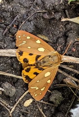 Arctia aulica