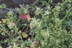 Cochlearia danica