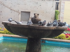 Columba livia domestica