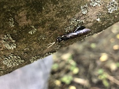 Xyeloidea