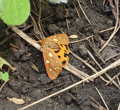 Arctia aulica