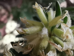 Anthyllis barba-jovis