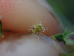 Galium stellatum eremicum