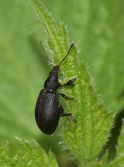 Phyllobius pomaceus