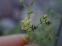 Galium stellatum eremicum