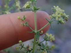 Galium stellatum eremicum
