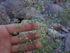Galium stellatum eremicum