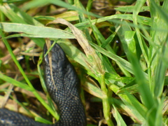 Vipera nikolskii