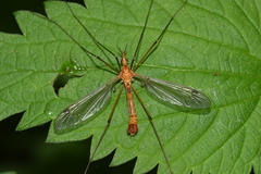 Tipula lunata