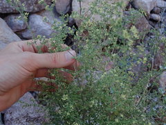 Galium stellatum eremicum