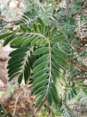 Anthyllis barba-jovis