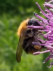 Bombus pascuorum