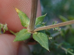Galium stellatum eremicum