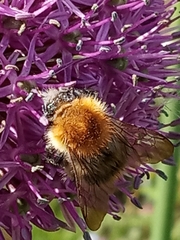 Bombus pascuorum