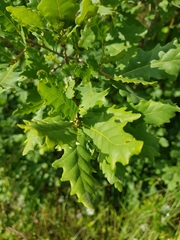 Quercus estremadurensis