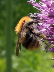 Bombus pascuorum