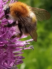 Bombus pascuorum